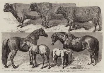 Prize Cattle, etc, from the Royal Agricultural Show at Warwick